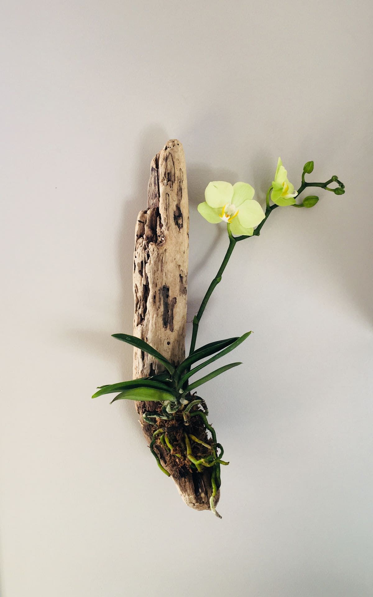 Minimal Driftwood Orchid Mount