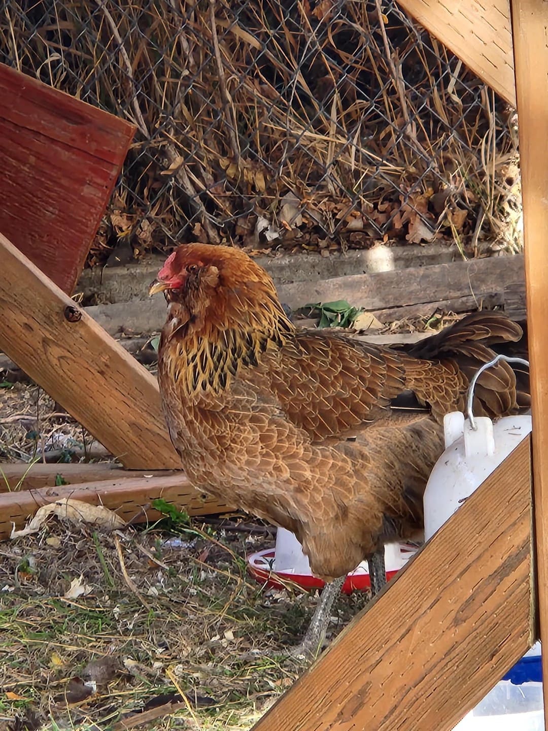 How to Keep Chicken Water from Freezing with Beet Juice