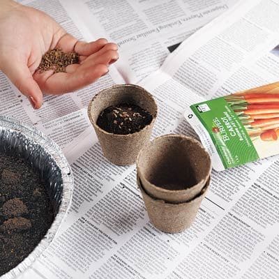 10 Clever Carrot Planting Hacks Every Gardener Should Know
