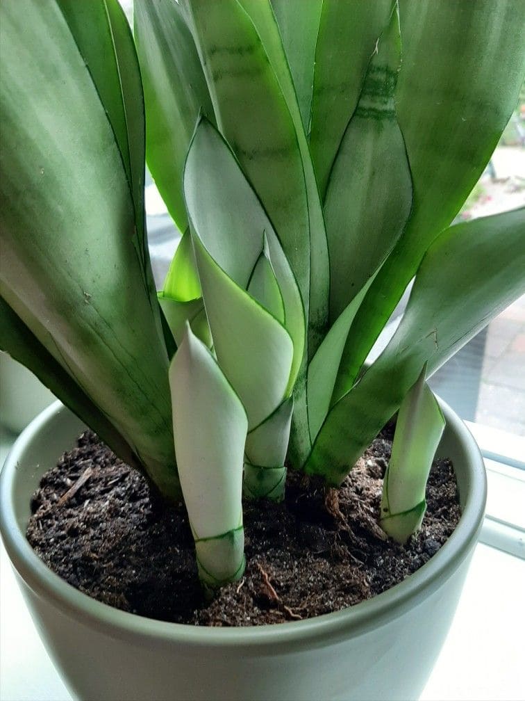 10 Stunning Types of Snake Plants You’ll Love