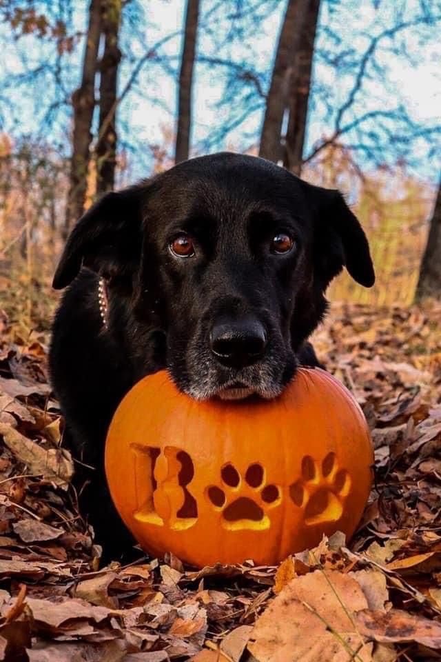 Paw Print Pumpkin Carving