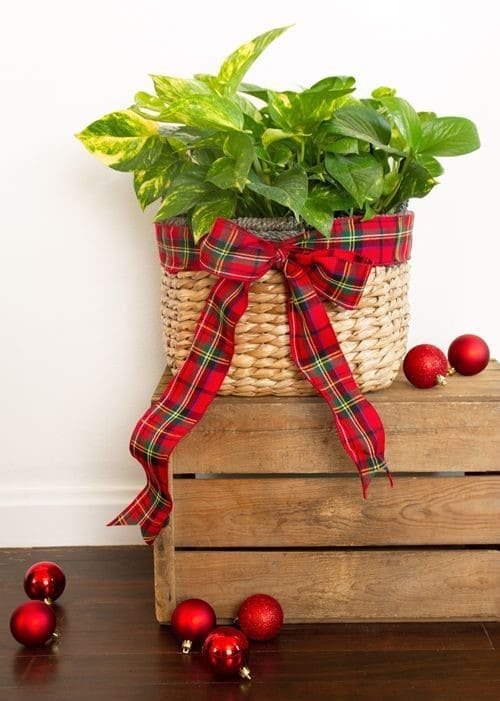 Plaid Ribbon Plant Basket