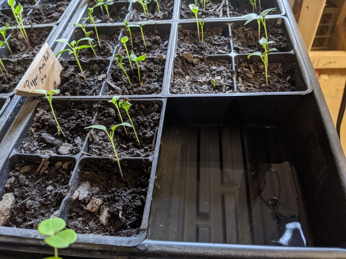 The Smart Way to Start Seeds - One Tray for Many Plants
