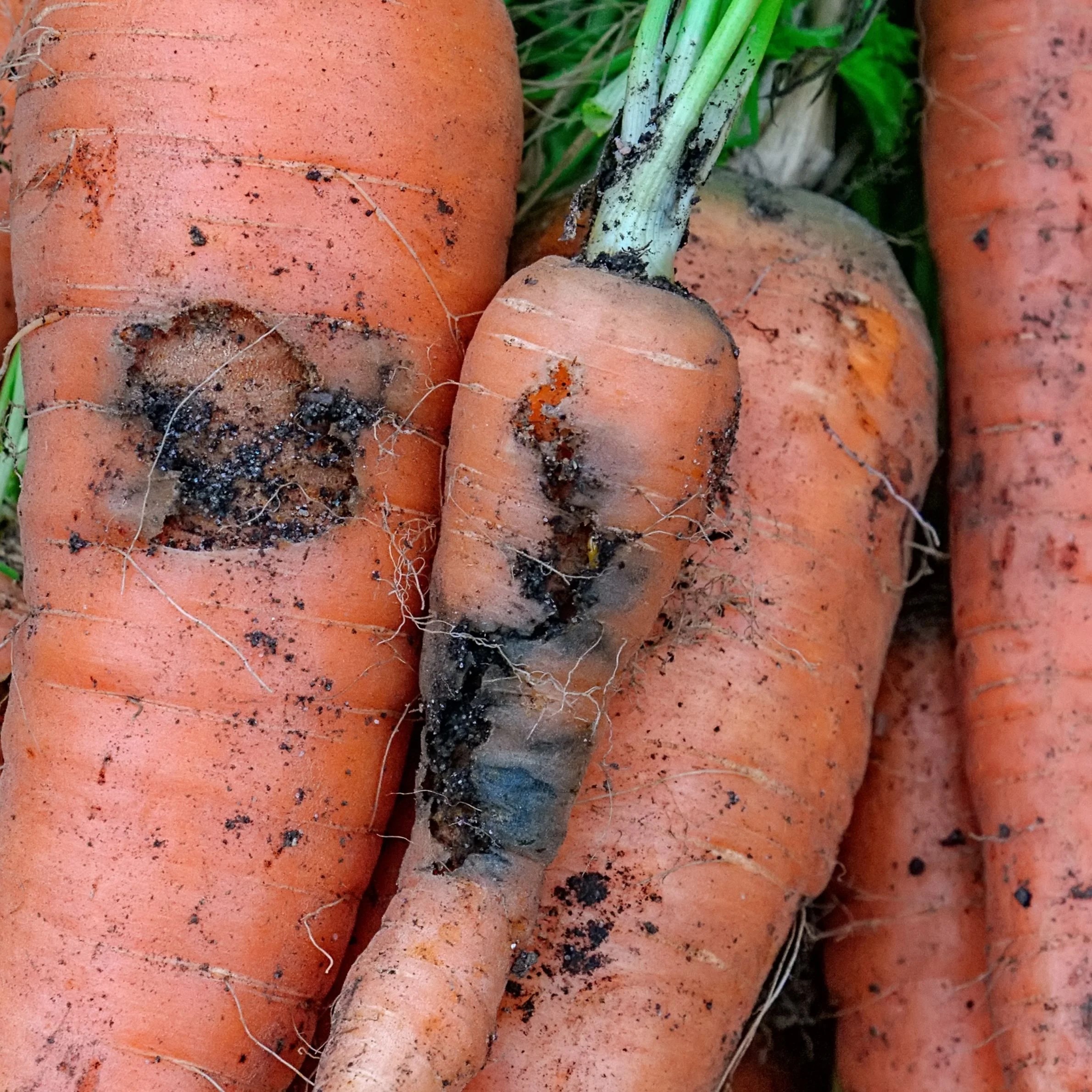 10 Clever Carrot Planting Hacks Every Gardener Should Know