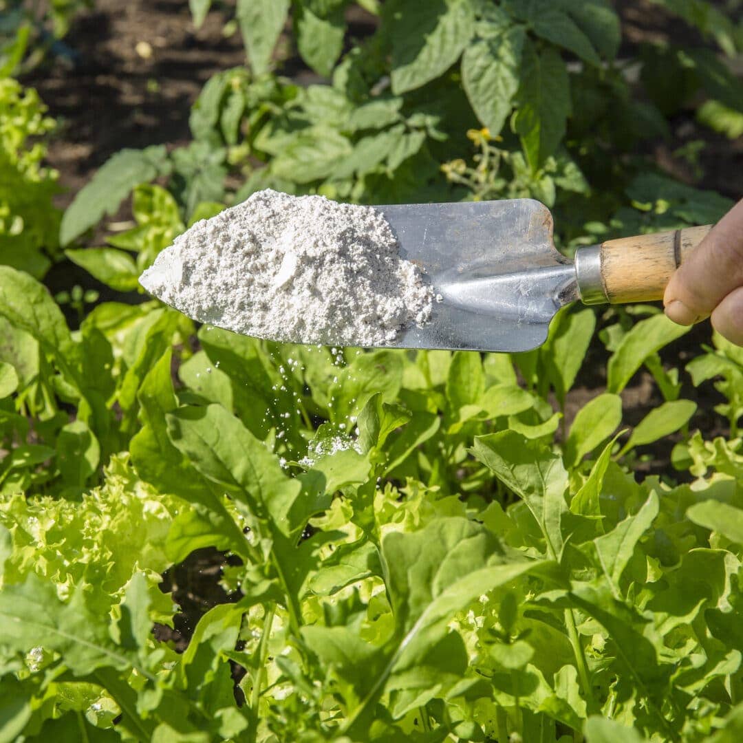 7 Clever Ways to Use Diatomaceous Earth in the Garden and Home 7 Clever Ways to Use Diatomaceous Earth in the Garden and Home