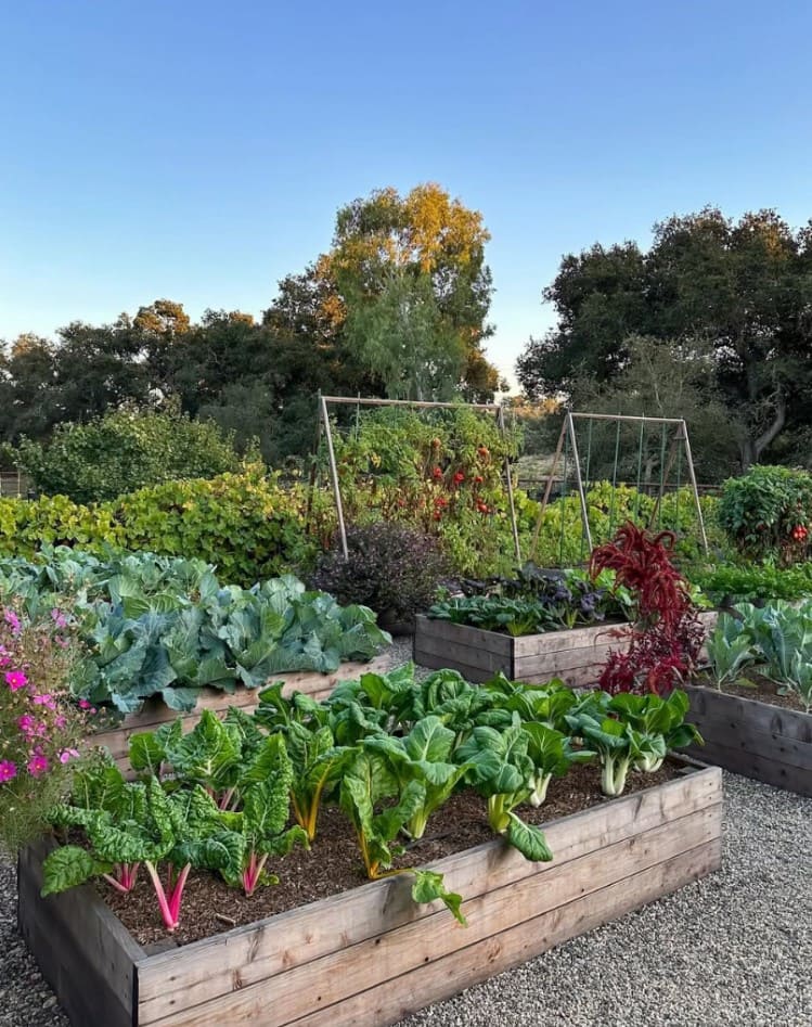 18 Homestead Garden Layout Ideas for Self-Sufficient Living Raised Bed Garden Oasis