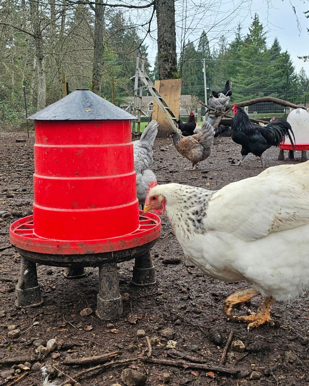 20 Budget-Friendly DIY Chicken Feeders That Reduce Waste Raised Red Plastic Feeder Setup