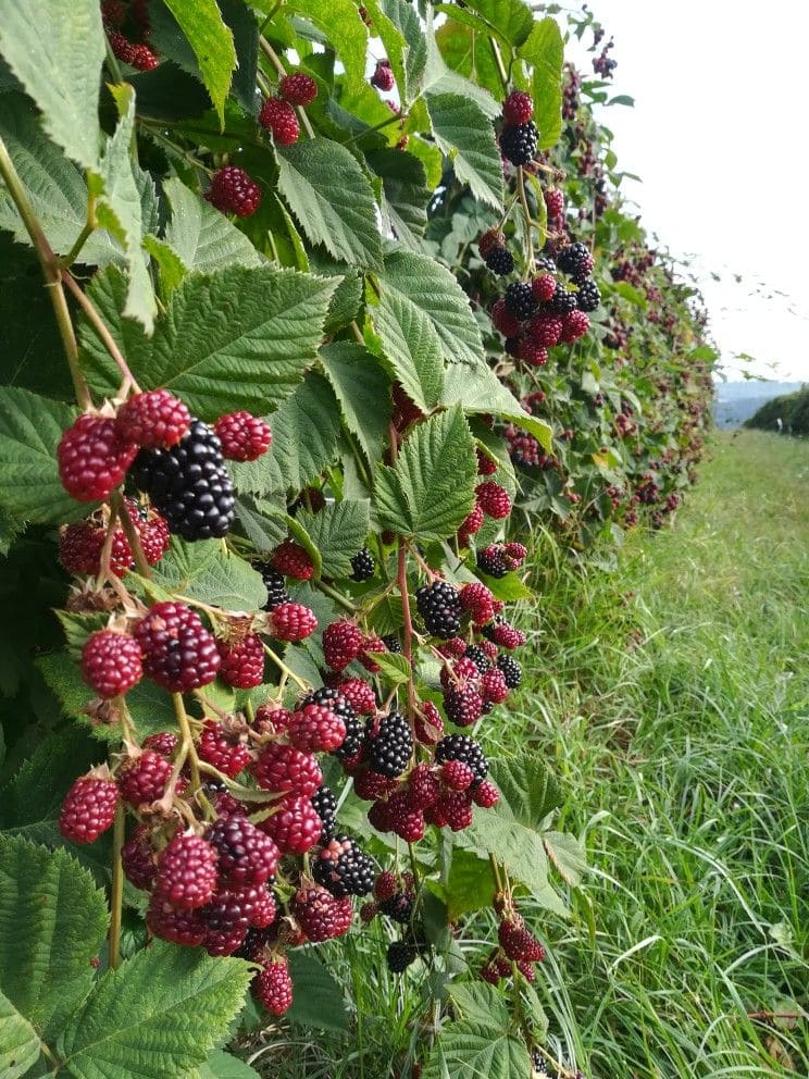 How to Prune Raspberries for Bigger, Healthier Harvests How to Prune Raspberries for Bigger, Healthier Harvests