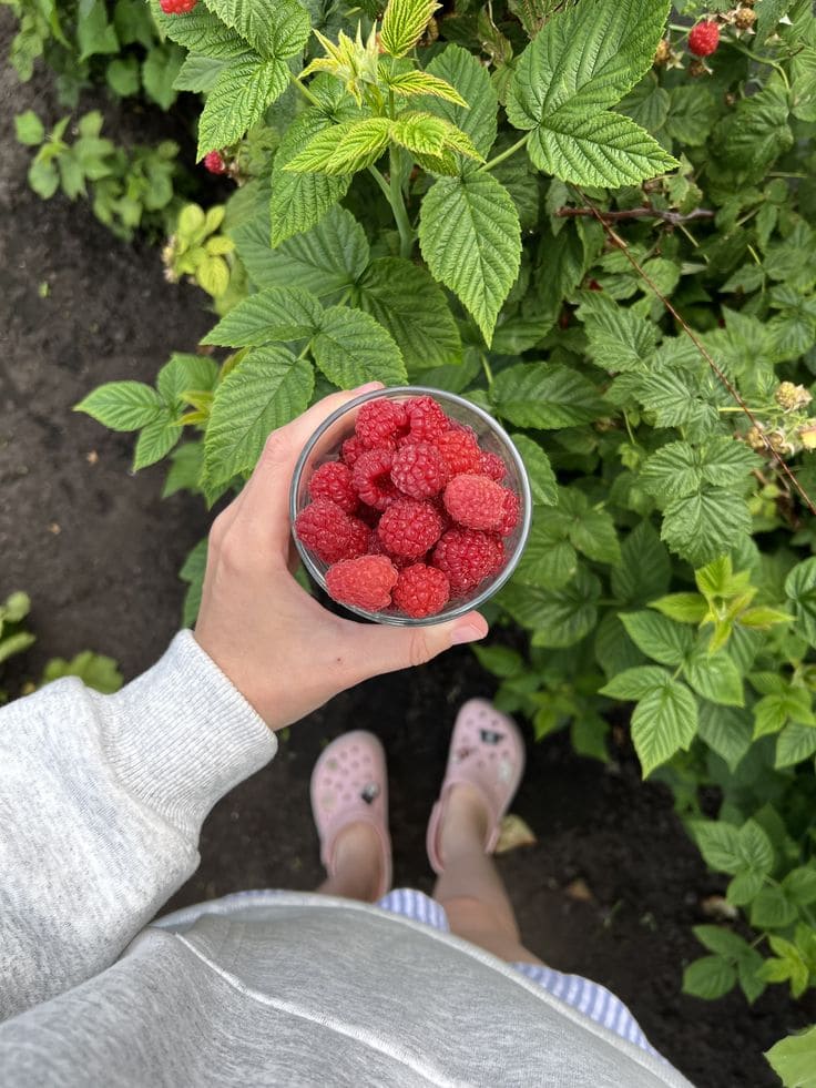 How to Prune Raspberries for Bigger, Healthier Harvests How to Prune Raspberries for Bigger, Healthier Harvests