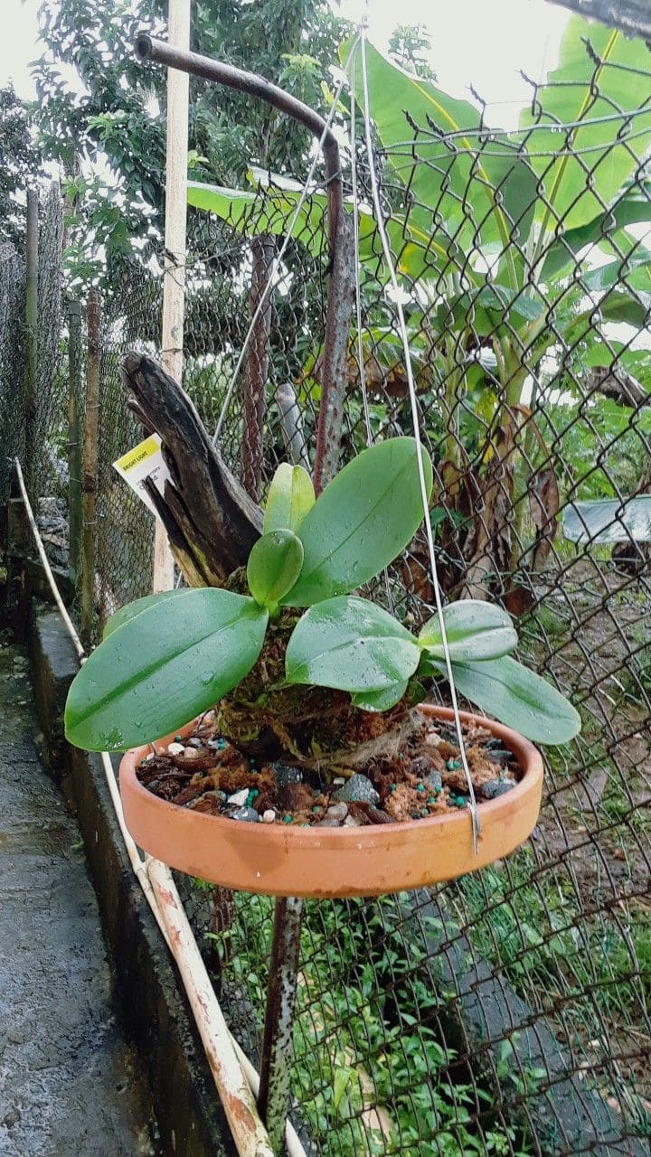 Rustic Clay Hanging Orchid Planter