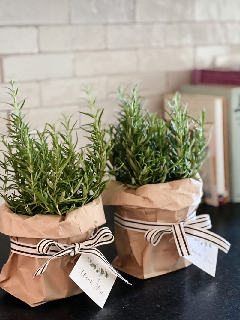 10 Holiday Plant Gifts That Bring Cheer and Greenery Rustic Rosemary Gift Wrap