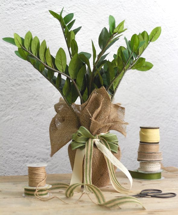 10 Holiday Plant Gifts That Bring Cheer and Greenery Rustic ZZ Plant Holiday Charm