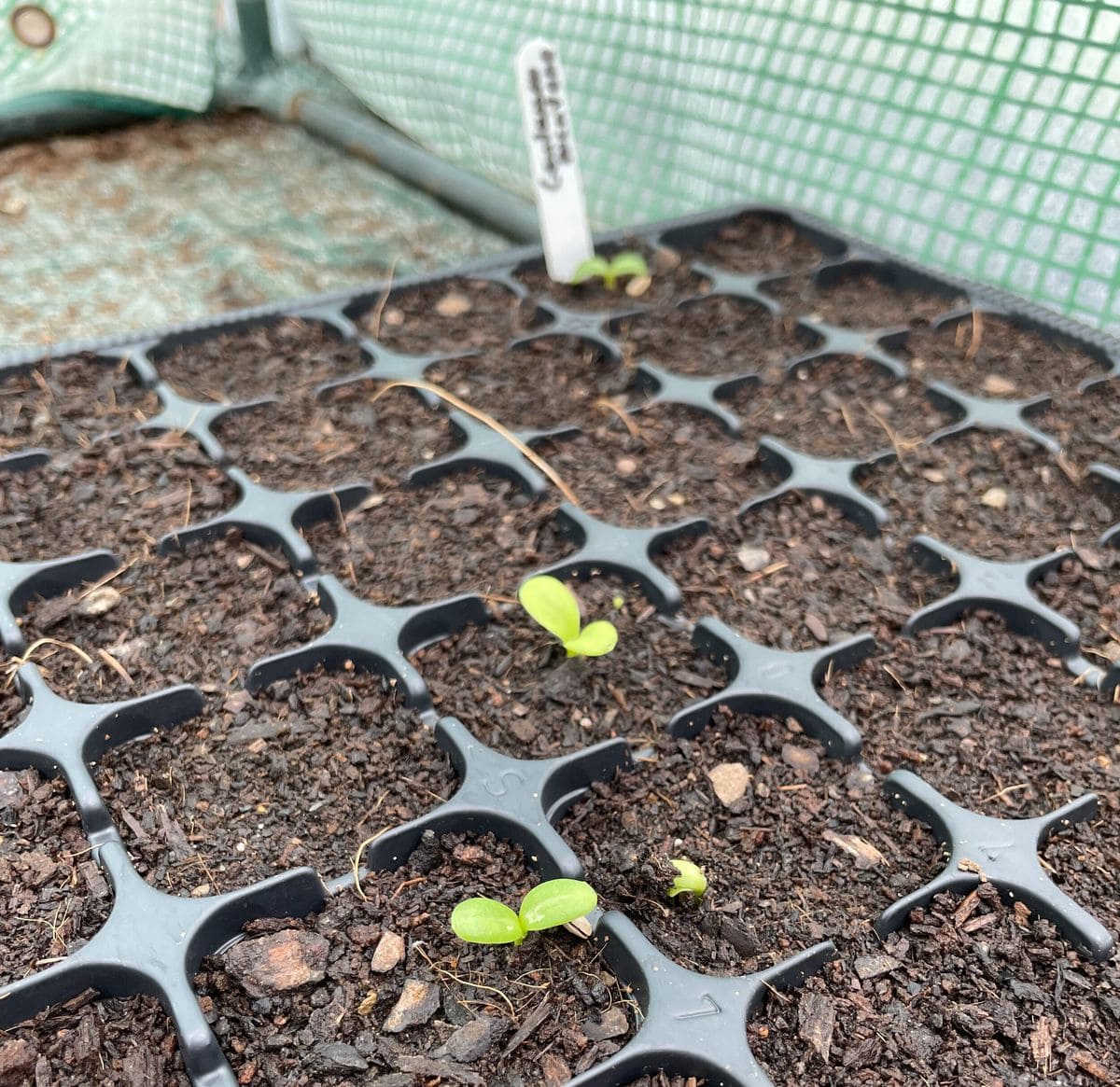 The Smart Way to Start Seeds - One Tray for Many Plants