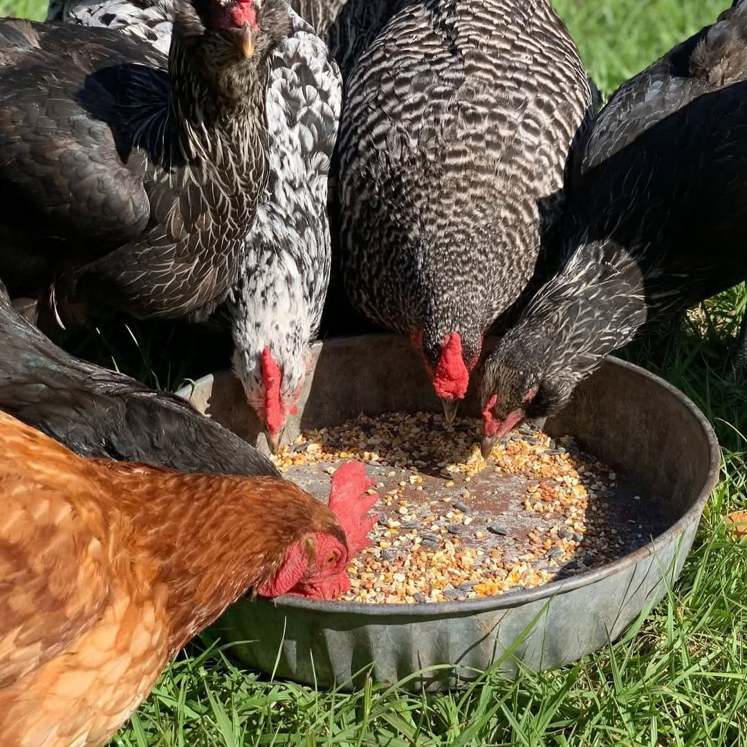 20 Budget-Friendly DIY Chicken Feeders That Reduce Waste Simple Round Pan Chicken Feeder