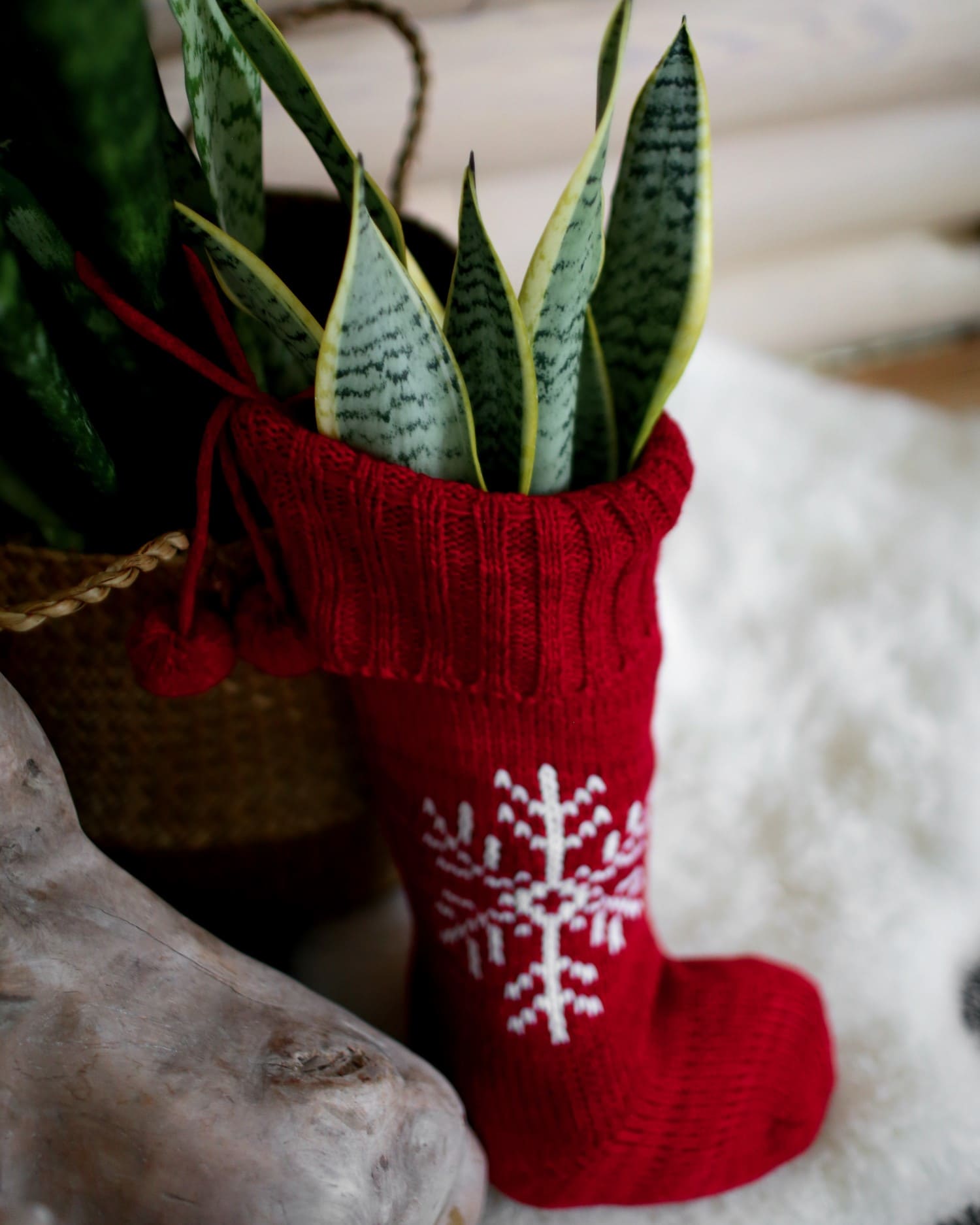 10 Holiday Plant Gifts That Bring Cheer and Greenery Snake Plant Christmas Stocking Gift
