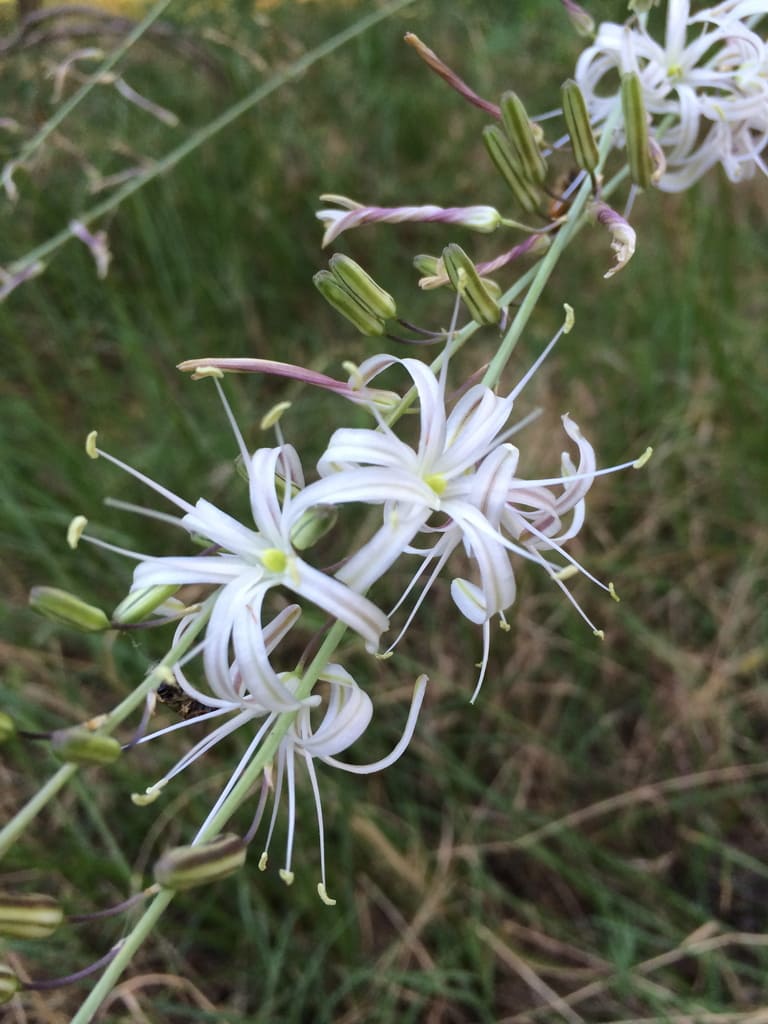 10 Plants You Can Use as Natural Soap