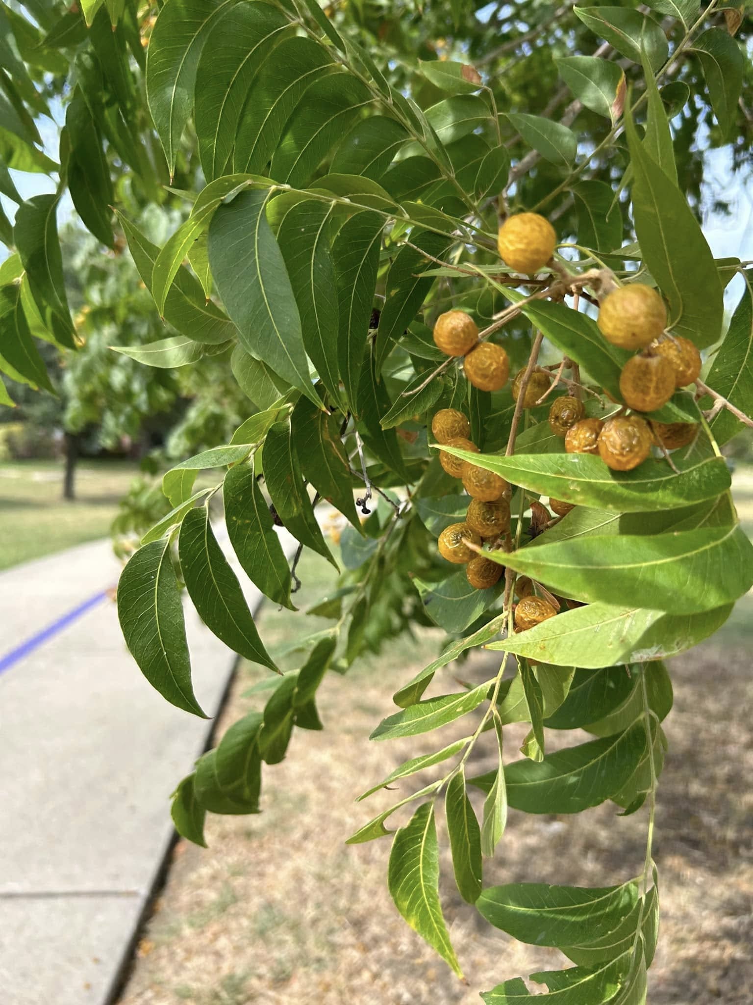 10 Plants You Can Use as Natural Soap