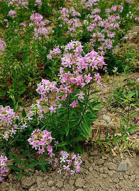 10 Plants You Can Use as Natural Soap