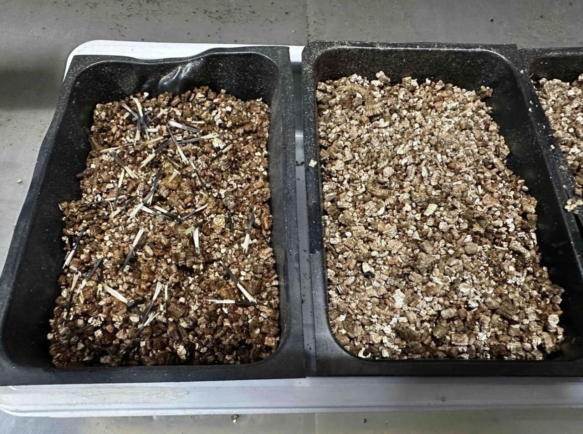 The Smart Way to Start Seeds - One Tray for Many Plants