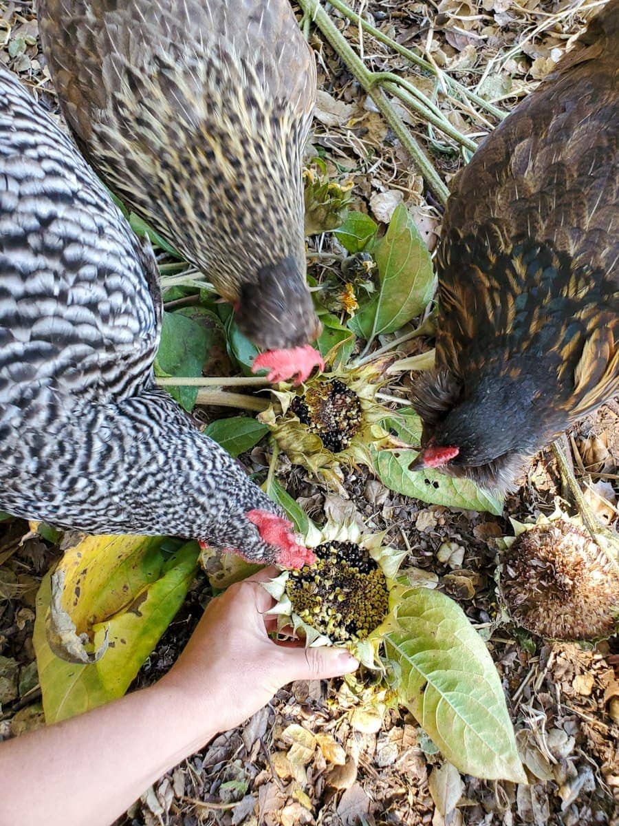 Sunflower Seed Head Snack