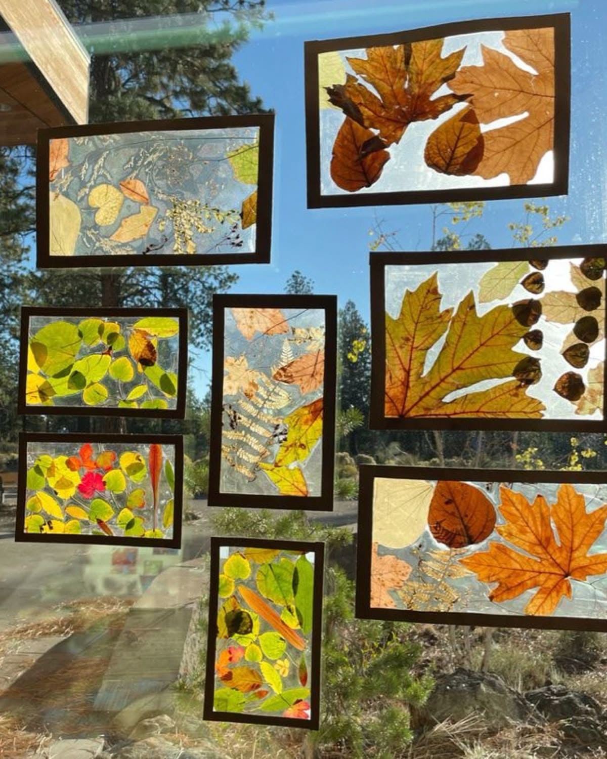 Sunlit Autumn Leaf Collage Frames