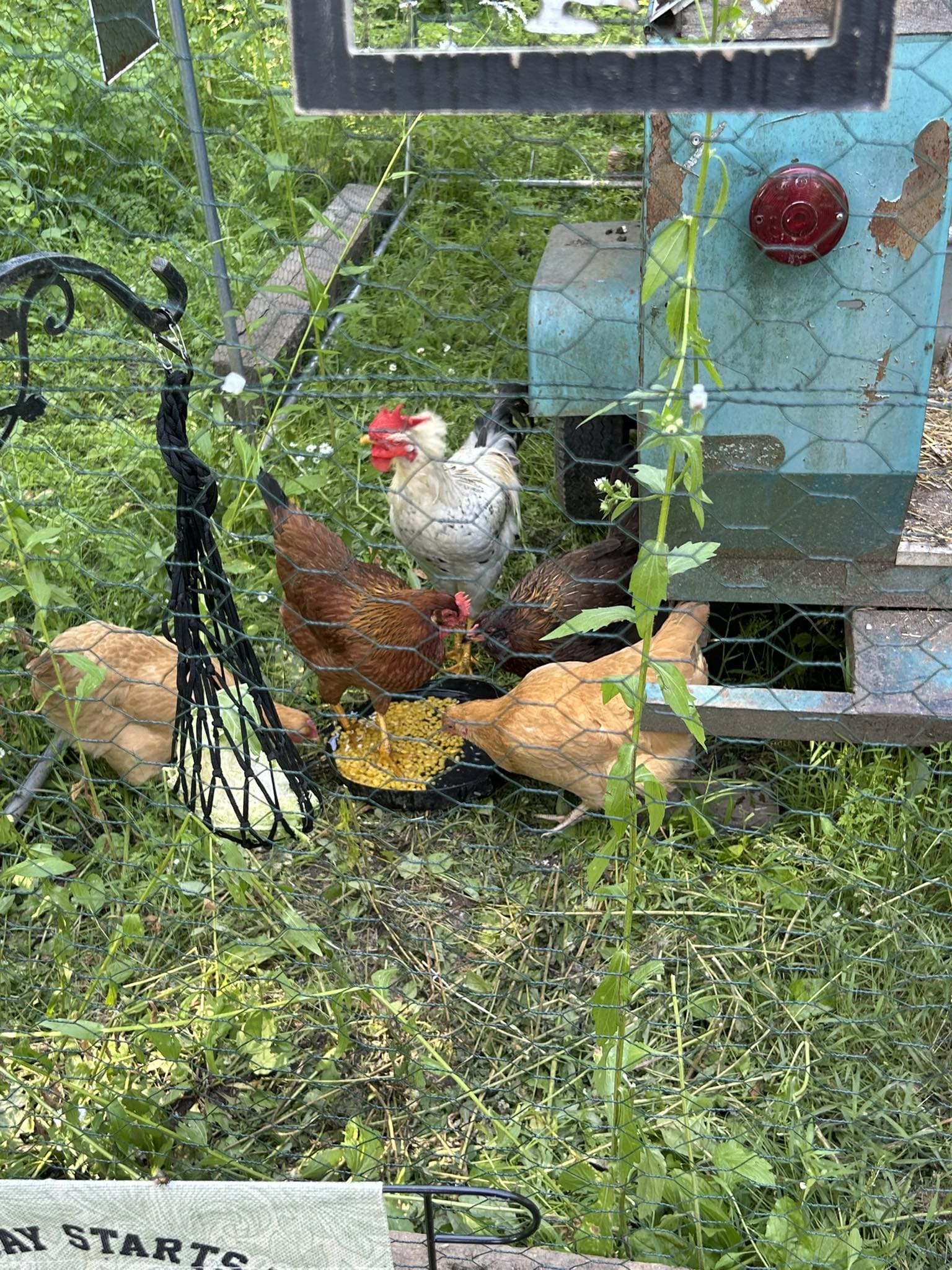 Sweet Corn Feast for Happy Hens