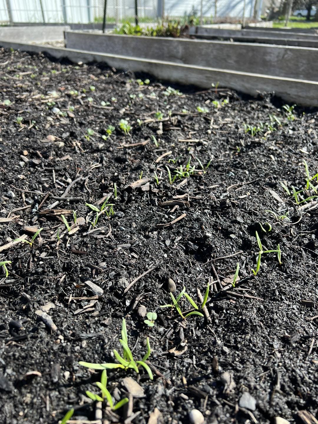 10 Clever Carrot Planting Hacks Every Gardener Should Know