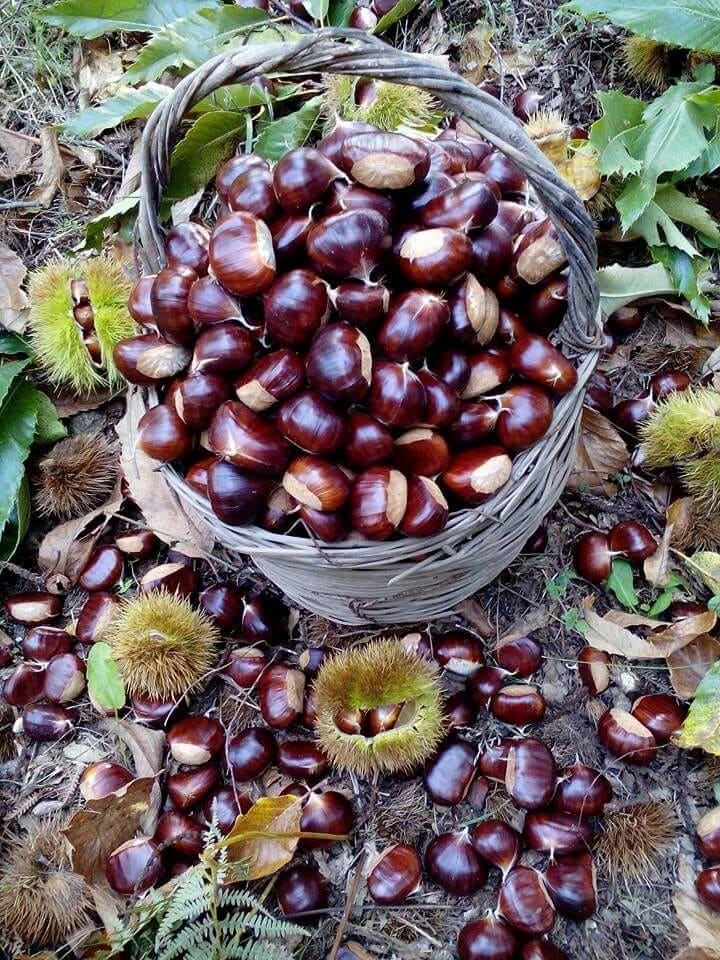 Why You Should Hang a Bag of Wild Chestnuts in Your Home This Fall Why You Should Hang a Bag of Wild Chestnuts in Your Home This Fall
