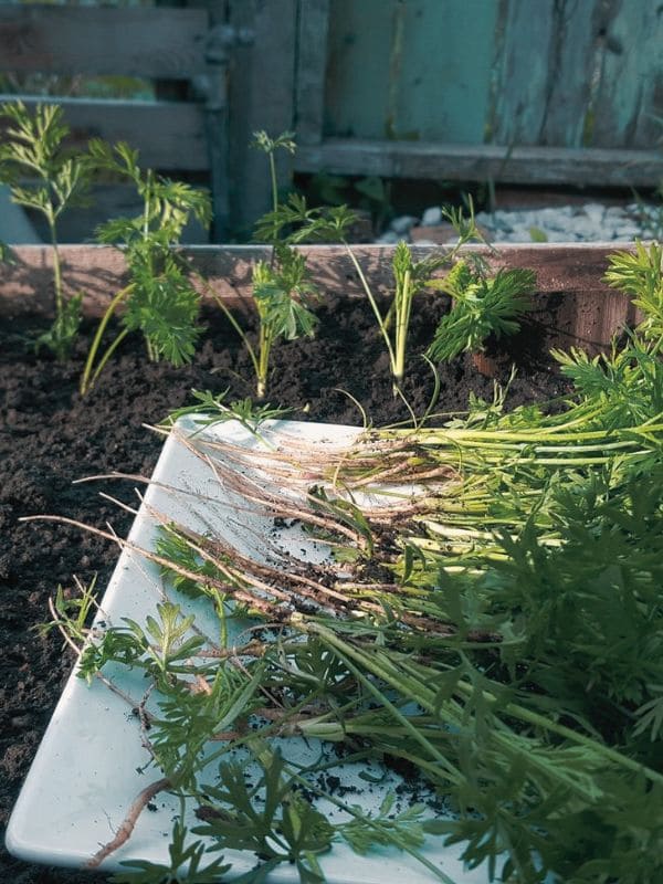10 Clever Carrot Planting Hacks Every Gardener Should Know