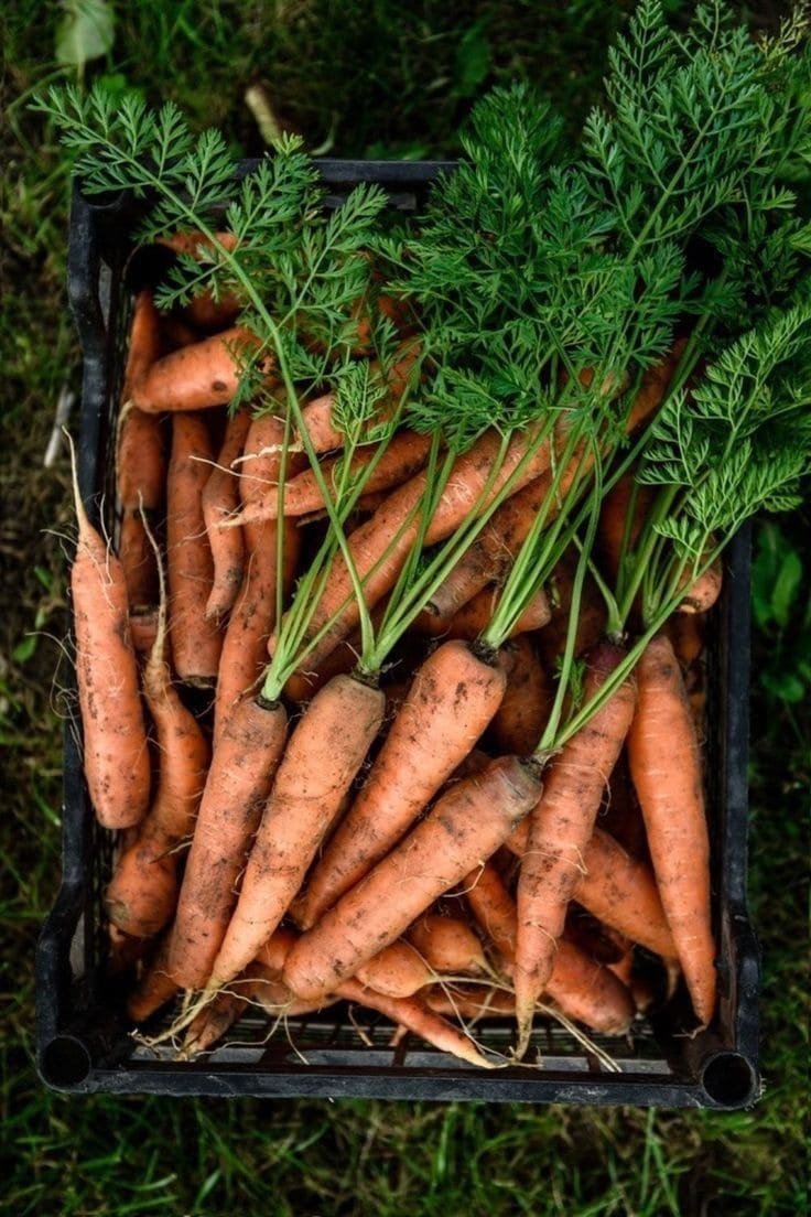 10 Clever Carrot Planting Hacks Every Gardener Should Know