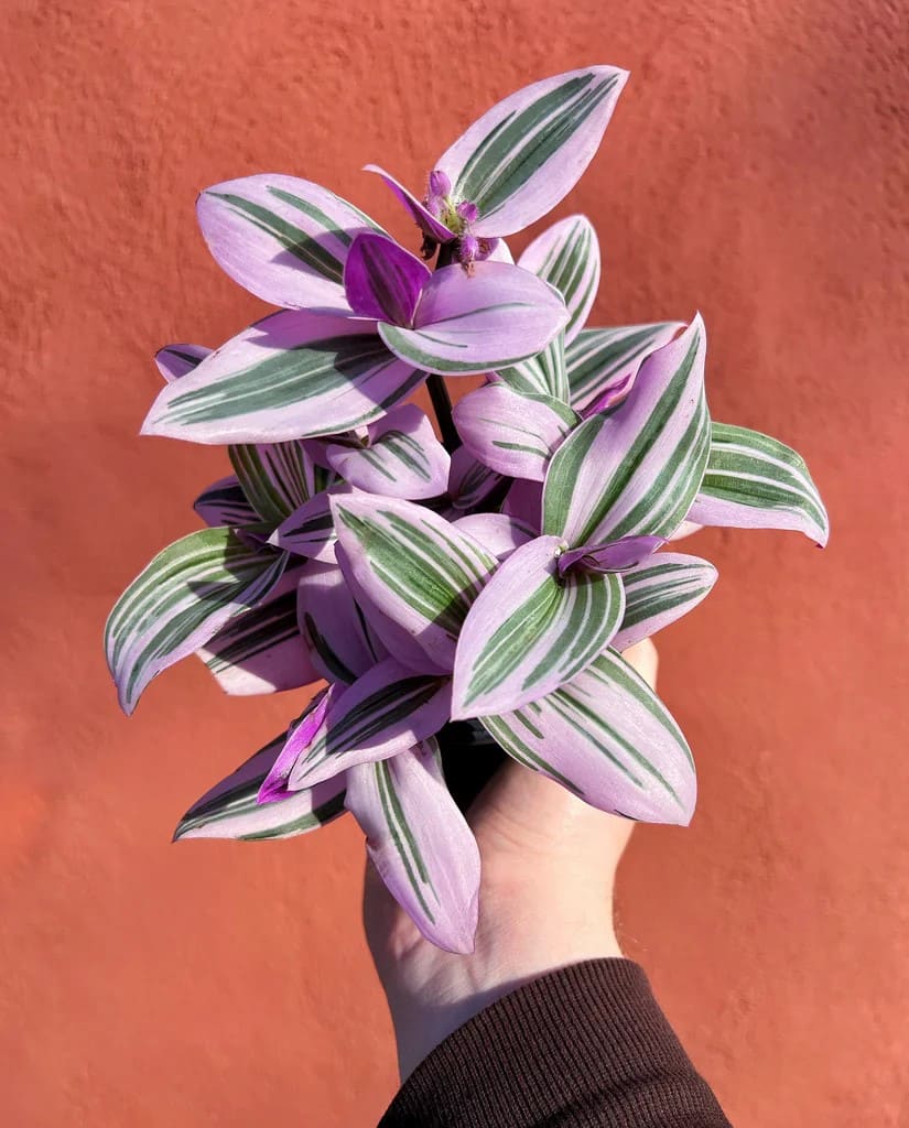 Common Types of Wandering Jew Plants You Must Know