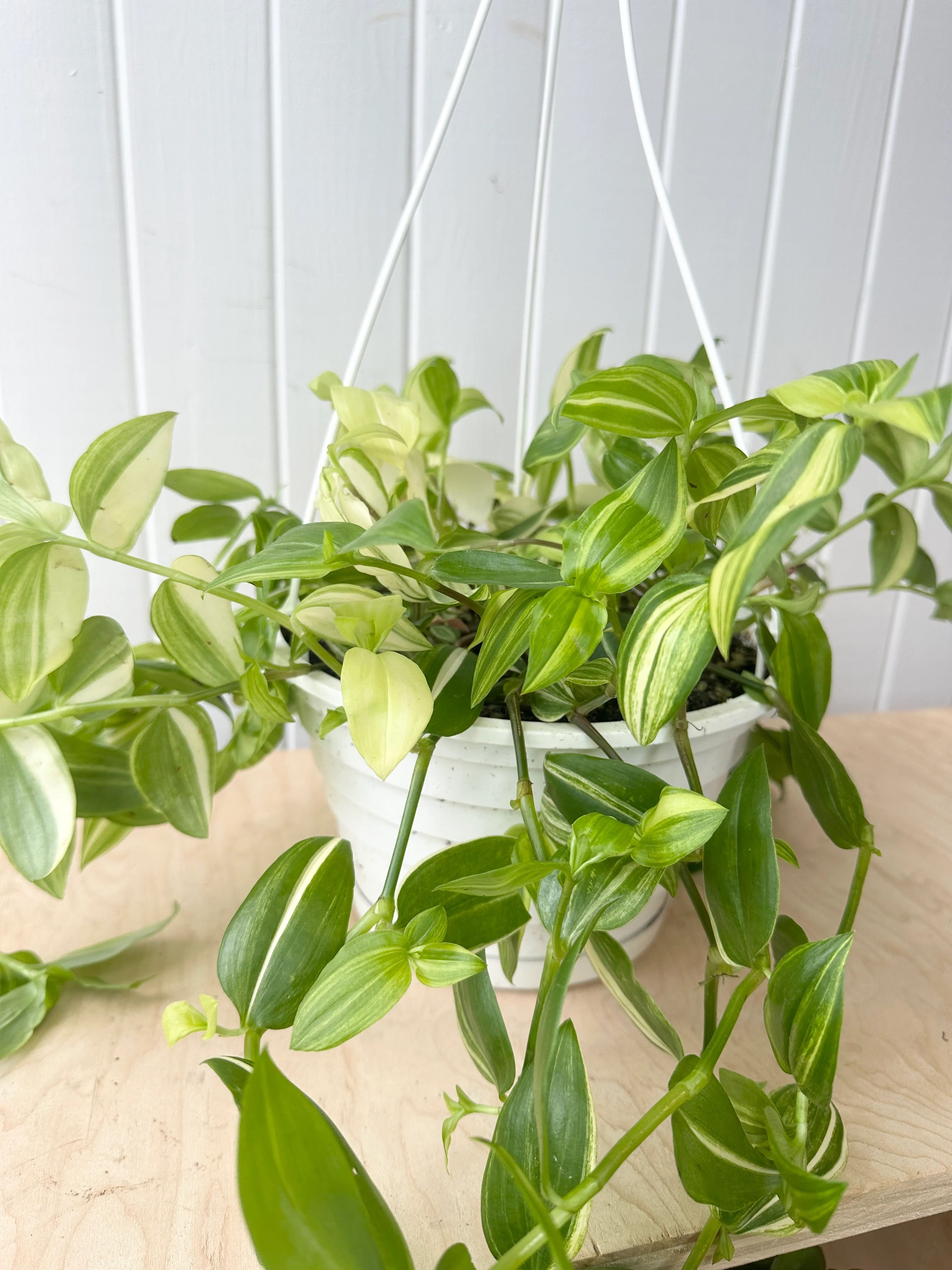 Common Types of Wandering Jew Plants You Must Know