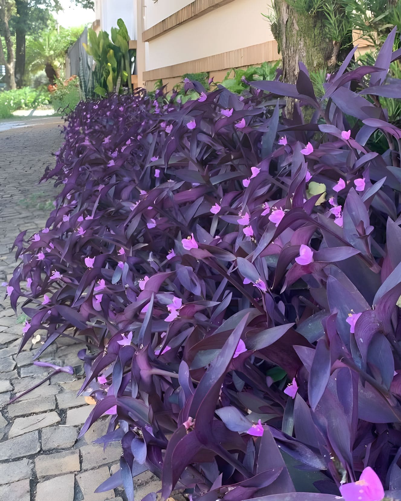 Common Types of Wandering Jew Plants You Must Know