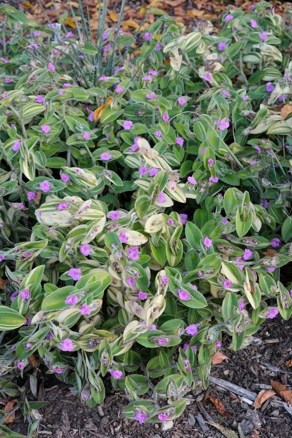 Common Types of Wandering Jew Plants You Must Know