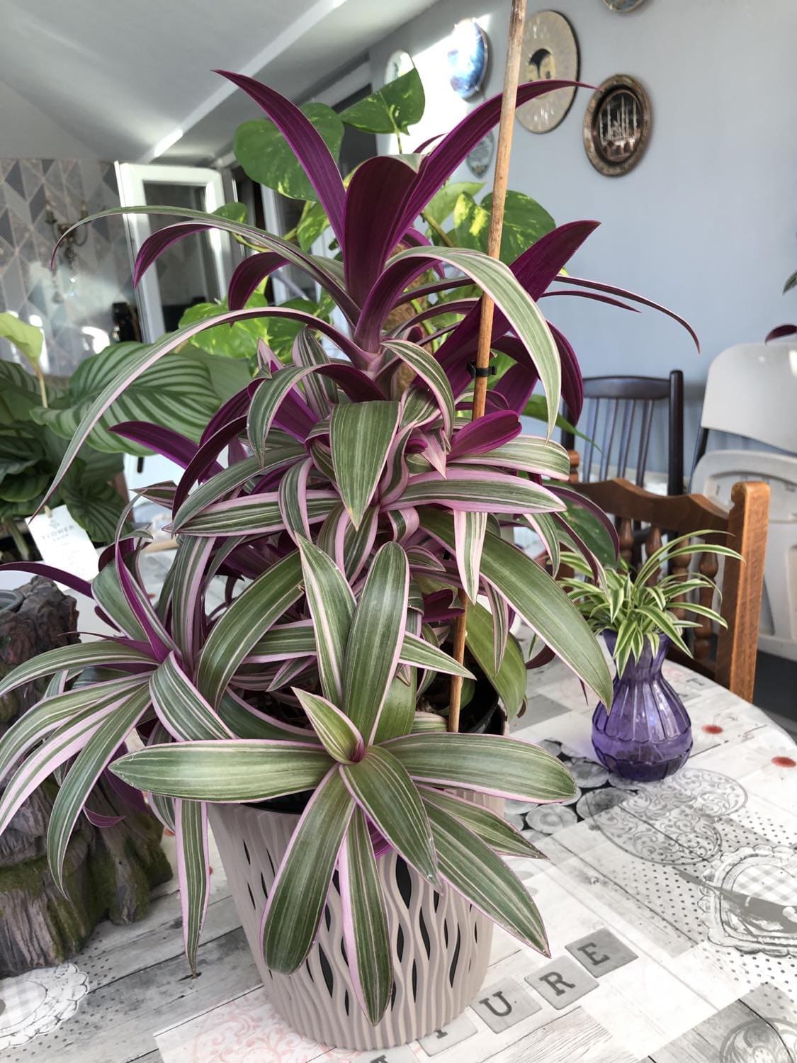 Common Types of Wandering Jew Plants You Must Know