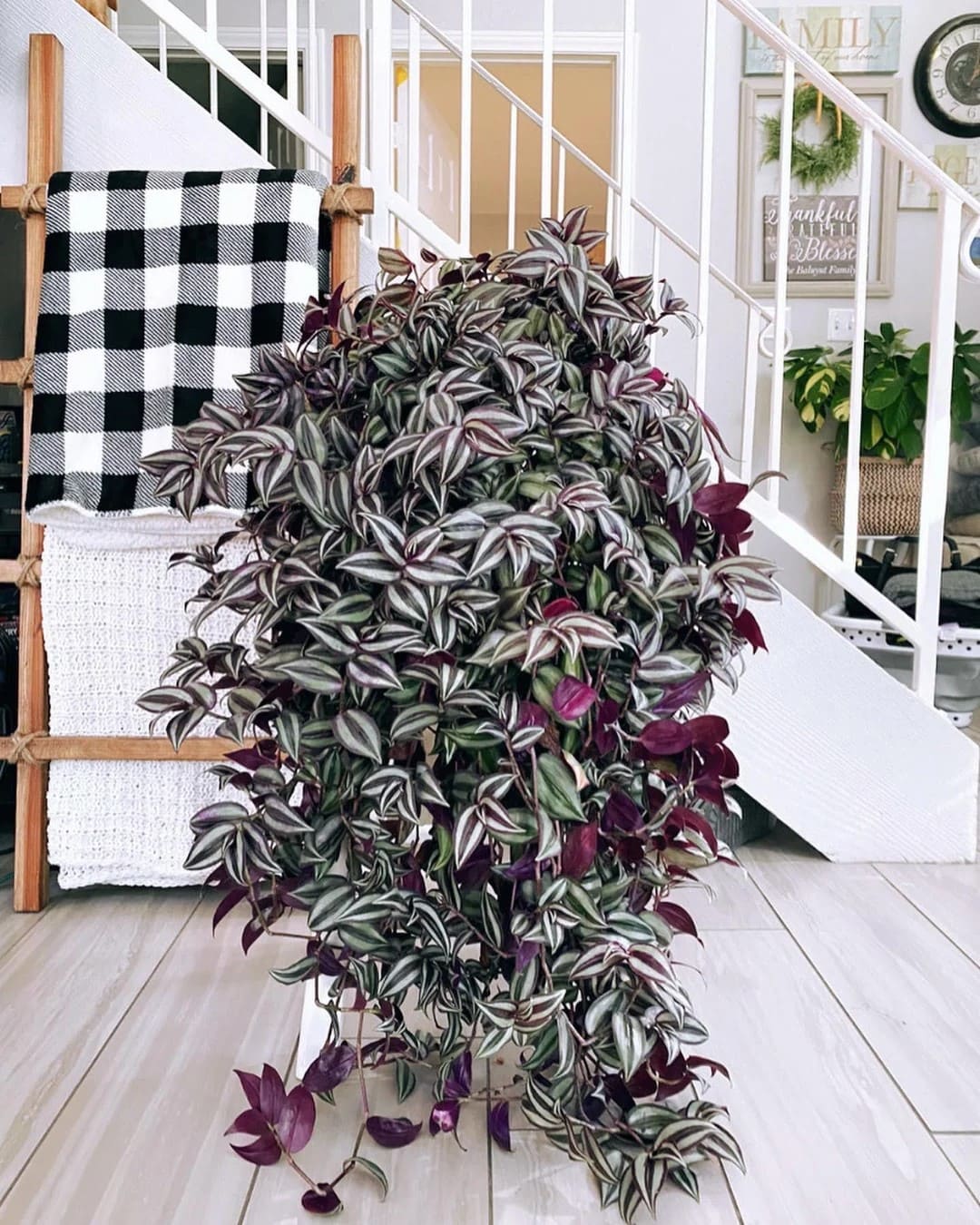 Common Types of Wandering Jew Plants You Must Know
