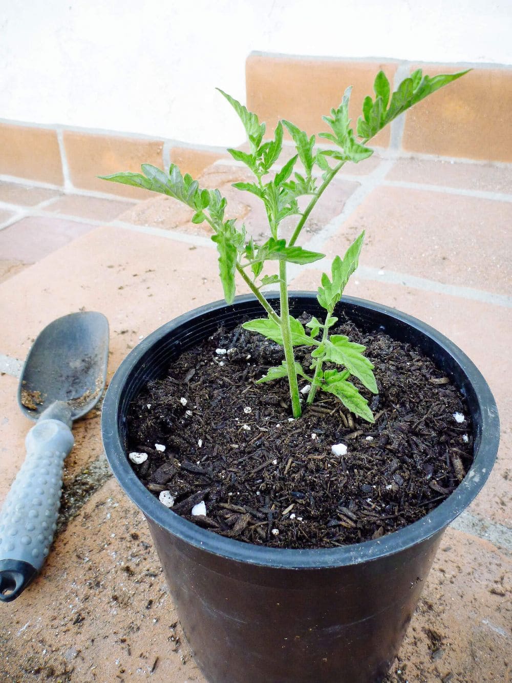 One Single Tomato Can Give Nearly 200 New Plants. Here's Way