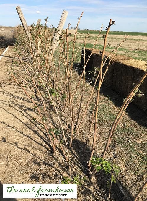 How to Prune Raspberries for Bigger, Healthier Harvests How to Prune Raspberries for Bigger, Healthier Harvests