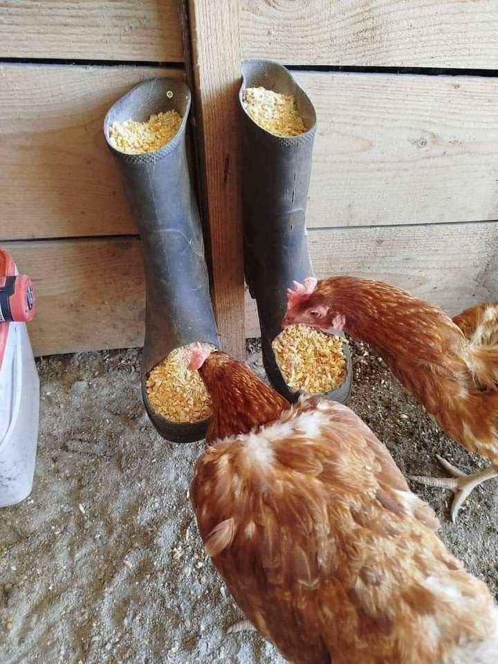 20 Budget-Friendly DIY Chicken Feeders That Reduce Waste Upcycled Rubber Boot Chicken Feeder