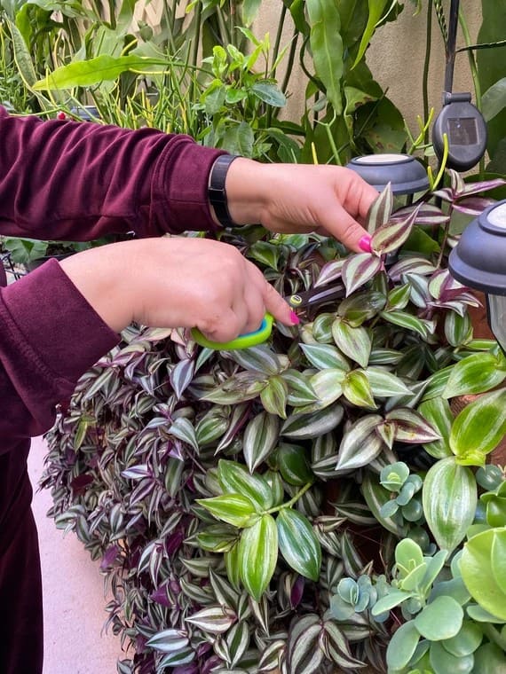 Common Types of Wandering Jew Plants You Must Know