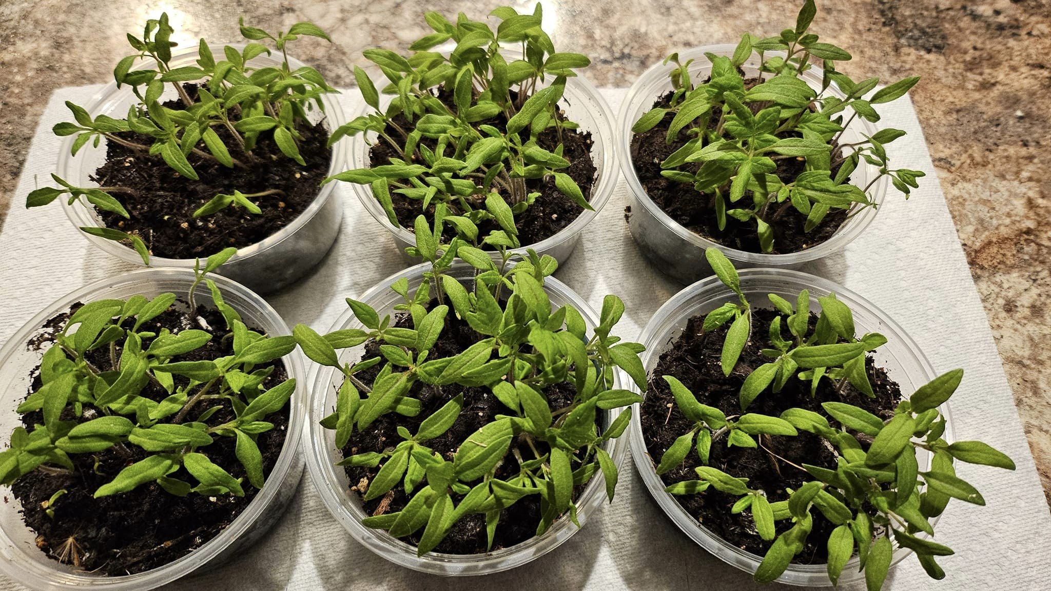 One Single Tomato Can Give Nearly 200 New Plants. Here's Way