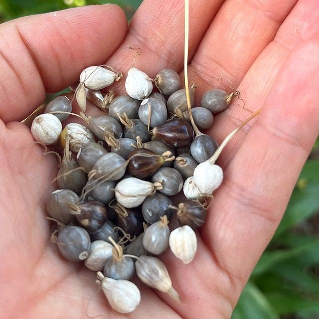 How to Make Exotic Jewelry from Job’s Tears Seeds How to Make Exotic Jewelry from Job’s Tears Seeds