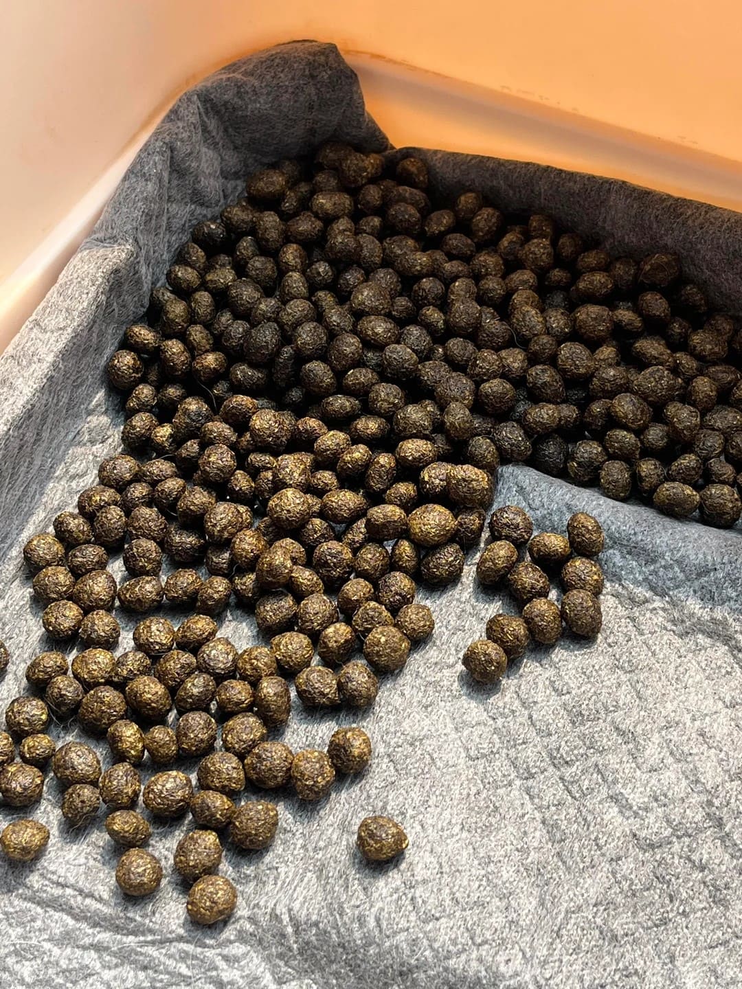 The Secret of Rabbit Poop Fertilizer in the Garden The Secret of Rabbit Poop Fertilizer in the Garden