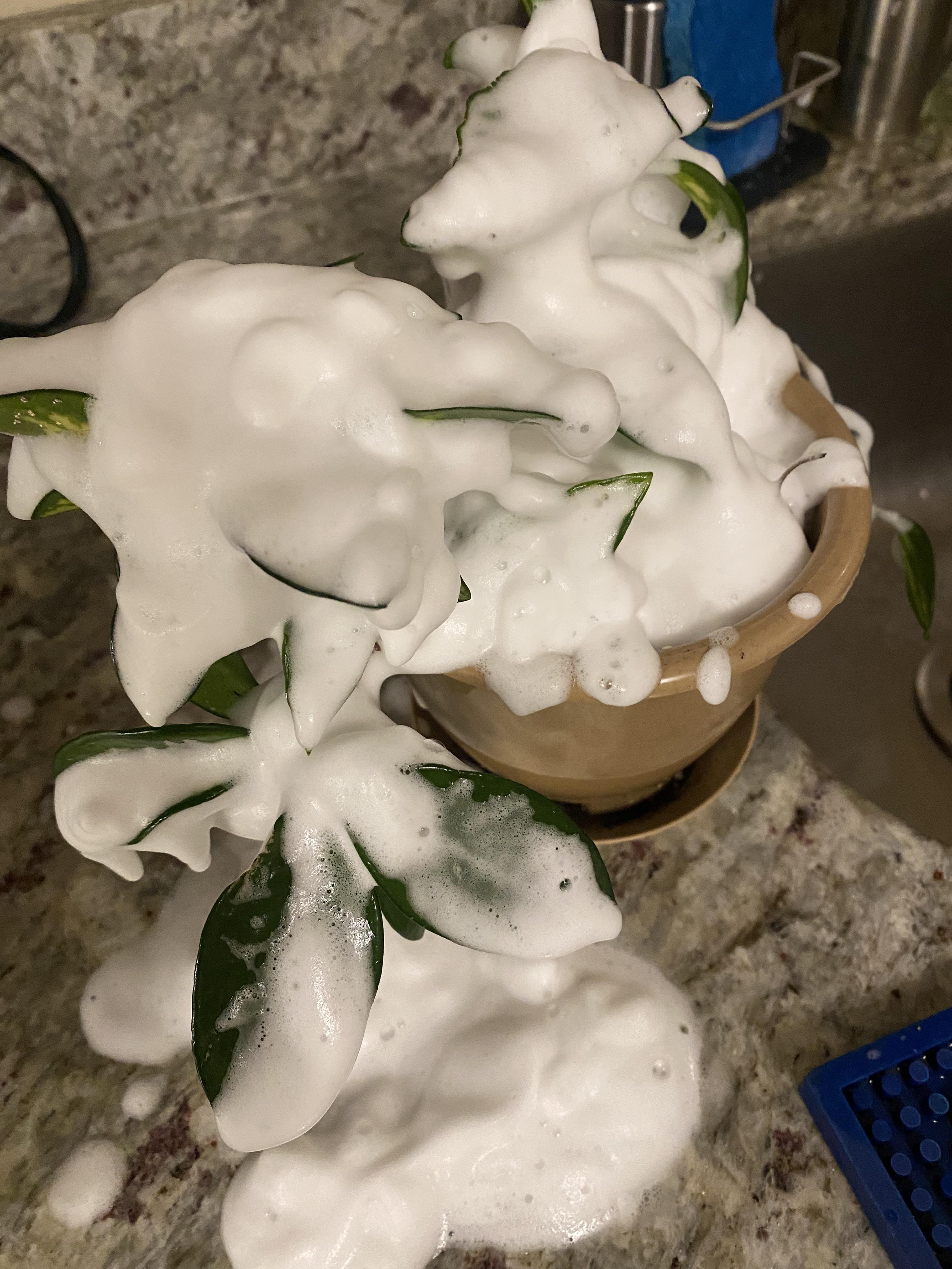 Peppermint Castile Soap: The Natural Cure-All for Plant Pests