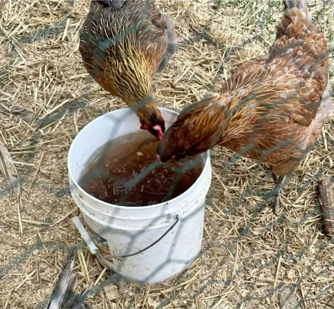 How to Keep Chicken Water from Freezing with Beet Juice