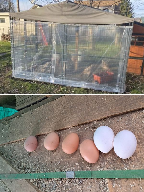 How to Weatherproof a Chicken Run with Shower Curtain Liners How to Weatherproof a Chicken Run with Shower Curtain Liners