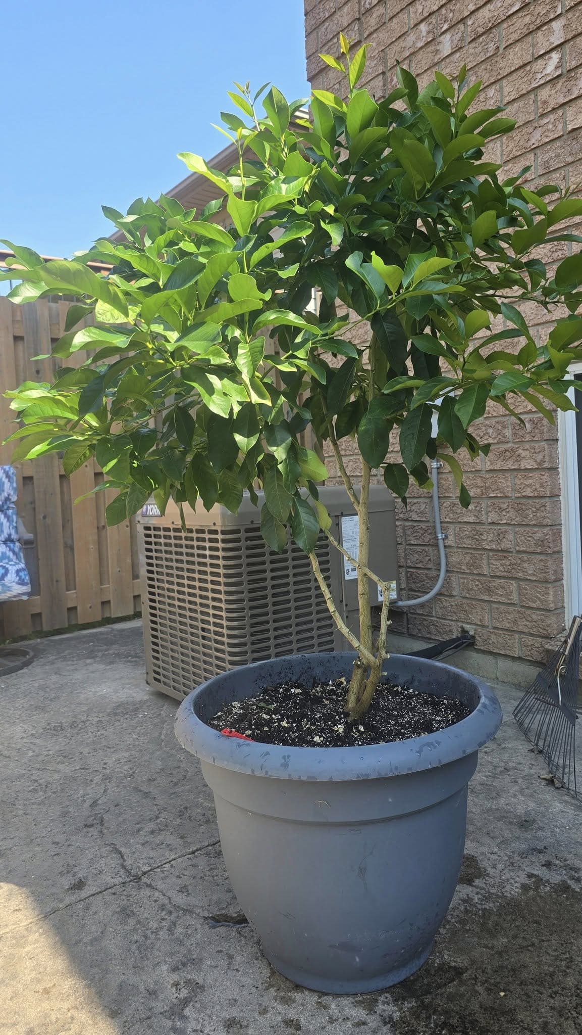 Make Your Lemon Tree Bloom All Year with This Homemade Elixir