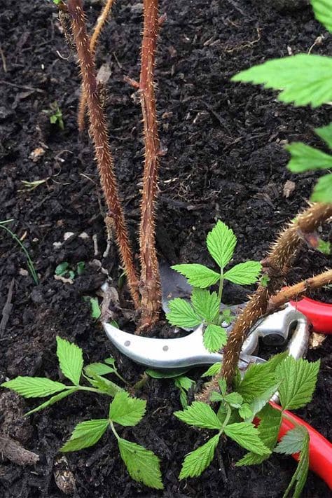 How to Prune Raspberries for Bigger, Healthier Harvests How to Prune Raspberries for Bigger, Healthier Harvests