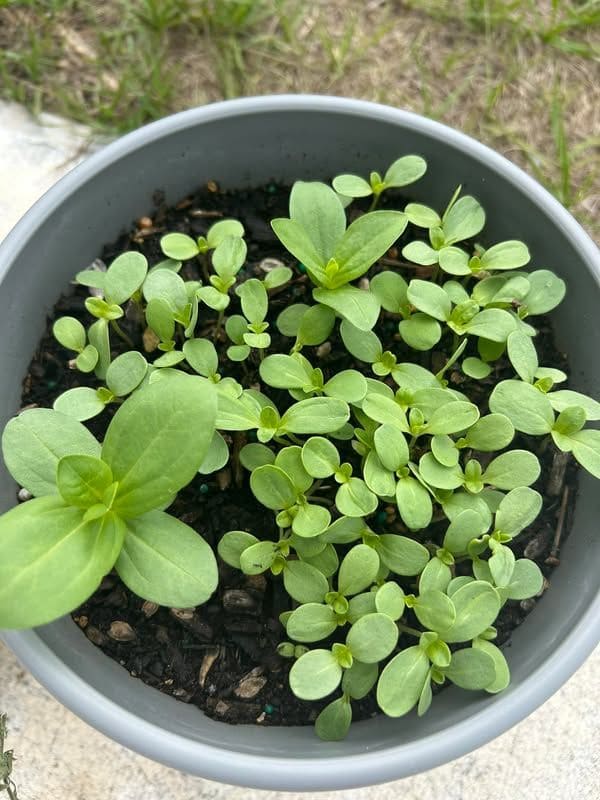 The Smart Way to Start Seeds - One Tray for Many Plants