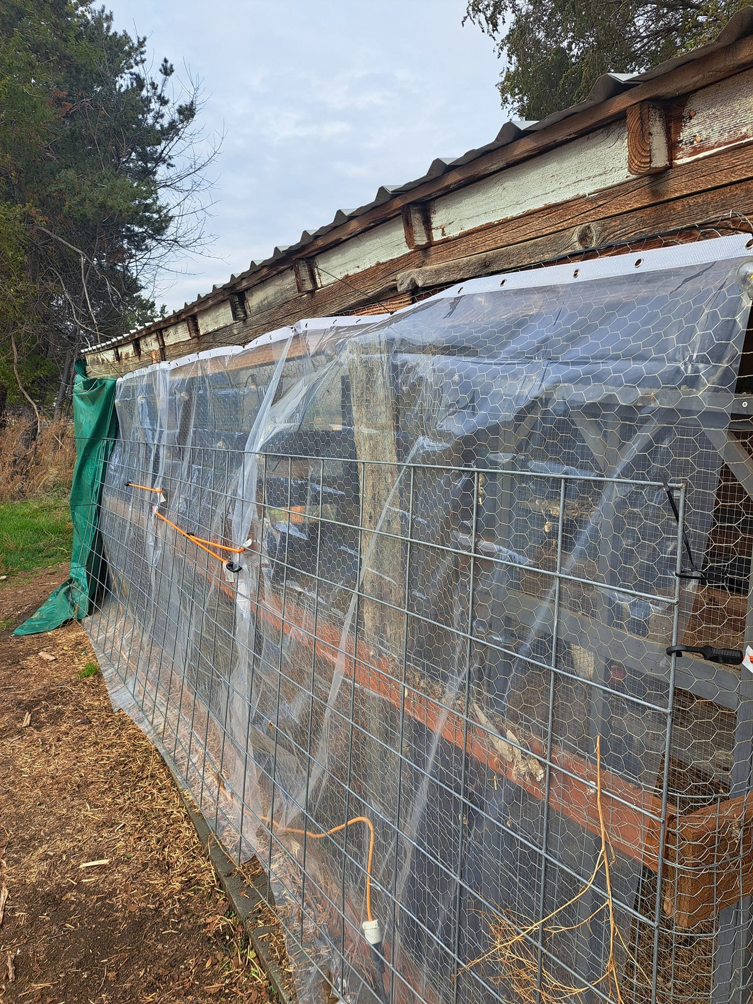 How to Weatherproof a Chicken Run with Shower Curtain Liners How to Weatherproof a Chicken Run with Shower Curtain Liners